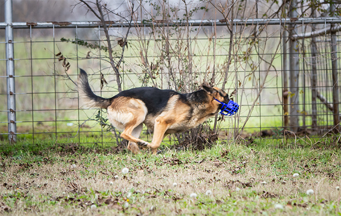 Basket Muzzle For Dogs About Birdwell Enterprises