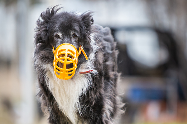 Birdwell Dog Muzzle To Stop Chewing And Destroying Furniture