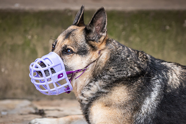 Comfortable Dog Muzzle Fitting For Your Dog By Birdwell Muzzles